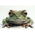 Pohlednice Rosnička – Sleviste.cz