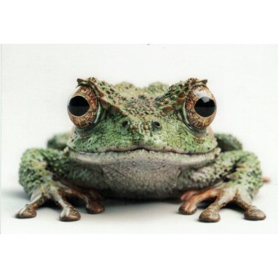 Pohlednice Rosnička – Sleviste.cz