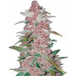 420 Fast Buds Blackberry AUTO semena neobsahují THC 3 ks – Hledejceny.cz