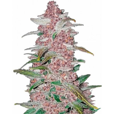 420 Fast Buds Blackberry AUTO semena neobsahují THC 3 ks – Hledejceny.cz