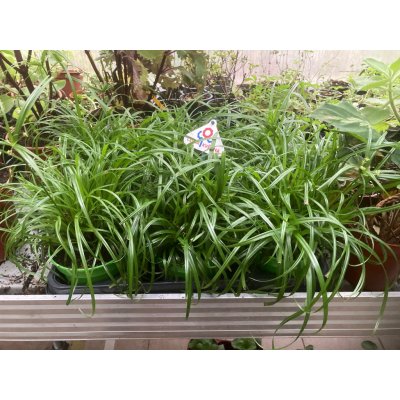 Cyperus Zumula – Zboží Dáma