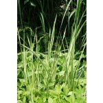 TSUGA Puškvorec obecný Acorus calamus panašovaný – Hledejceny.cz