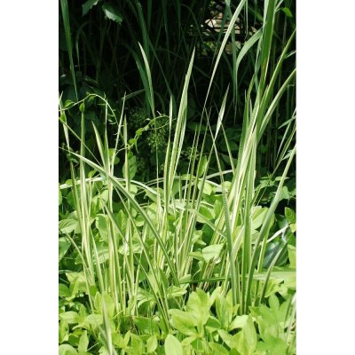 TSUGA Puškvorec obecný Acorus calamus panašovaný – Hledejceny.cz