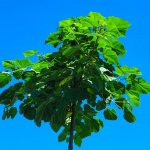 Paulovnie Shan Tong - Paulownia Shantong hybrid - semena - 15 ks – Zboží Mobilmania