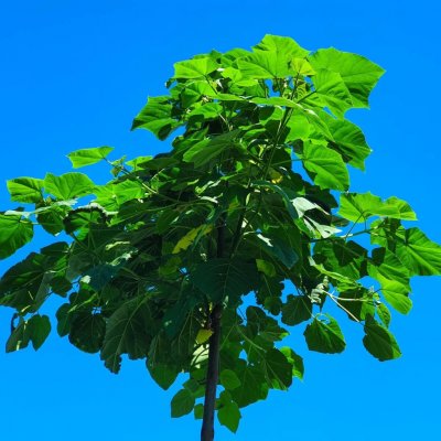 Paulovnie Shan Tong - Paulownia Shantong hybrid - semena - 15 ks – Zboží Mobilmania