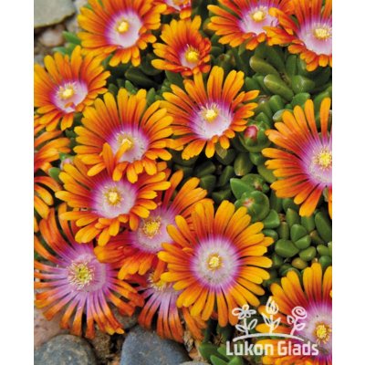 Delosperma FIRE SPINER - kosmatec – Hledejceny.cz