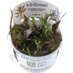 Cryptocoryne undulata Broad Leaf – Hledejceny.cz