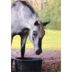 Pohlednice Ponynka.cz - série koně - šedák na pastvě (7/2018) – Hledejceny.cz