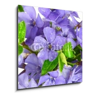 Skleněný obraz 1D - 50 x 50 cm - Small violet of flower on white background Malá fialová květina na bílém pozadí – Hledejceny.cz