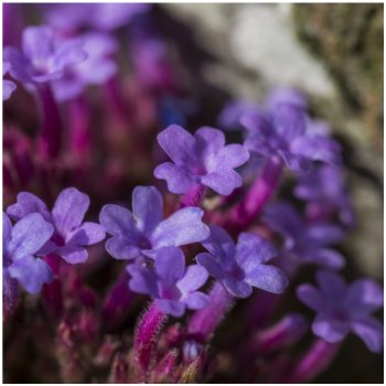 Sporýš lékařský - Verbena officinalis - semena sporýše - 200 ks