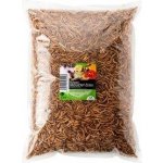 UGF sušený moučný červ 1 kg – Zboží Dáma