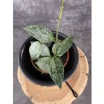 Hoya Eskimo mini – Hledejceny.cz