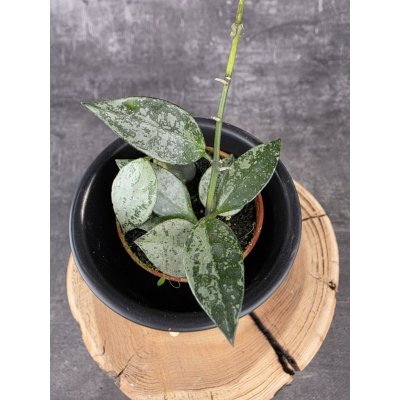 Hoya Eskimo mini – Hledejceny.cz