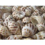 Dijk Natural Collection Mušle Babylonia 100 g – Hledejceny.cz