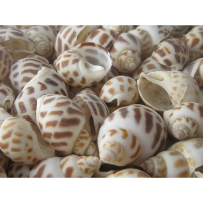 Dijk Natural Collection Mušle Babylonia 100 g – Hledejceny.cz