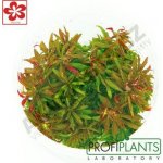 Limnophila aromatica - Bahnatka vonná – Hledejceny.cz