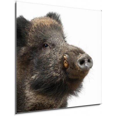Obraz 1D - 50 x 50 cm - Wild boar, also wild pig, Sus scrofa, 15 years old Divoké prase, také divoké prase, Sus scrofa, 15 let – Hledejceny.cz