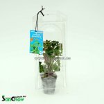 Ludwigia glandulosa - Zakucelka žláznatá – Hledejceny.cz