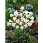 Narcis 'Bulbocodium white petticoat' 5 ks – Zboží Dáma
