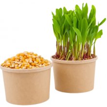 TINY GREENS Kukuřice - semínka na klíčení a microgreens