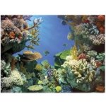 Tetra DecoArt pozadí žralok / korál 60 x 45 cm – Zboží Dáma