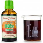 Bylinné kapky Růže stolistá kapky Duše rostlin tinktura 50 ml – Hledejceny.cz