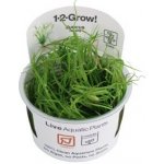 Juncus Repens - Sítina plazivá – Zboží Dáma