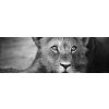 Tapety WEBLUX Fototapeta do kuchyně fólie Young lion portrait - 26051475 Portrét mladého lva rozměry 180 x 60 cm