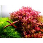 Rotala rotundifolia Blood Red – Zboží Dáma