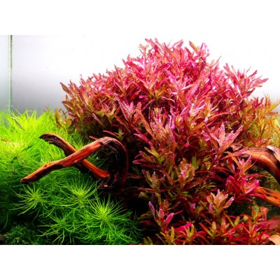 Rotala rotundifolia Blood Red – Zboží Dáma