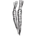 Alteya Mrkvový olej 100% Bio 10 ml – Hledejceny.cz