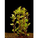 Ludwigia palustris - Zakucelka bahenní – Hledejceny.cz