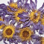 Rymer Vakuřovadla Modrý leknín květ 20 g – Zboží Dáma