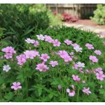 Kakost Endressův 'Wargrave Pink' 1 ks – Sleviste.cz