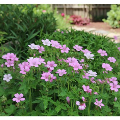 Kakost Endressův 'Wargrave Pink' 1 ks – Sleviste.cz