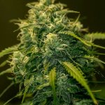 Positronics CBD + Jack Diesel semena neobsahují THC 5 ks – Zboží Mobilmania