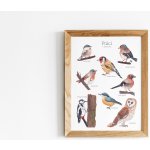 ePipí Plakát - Ptáci našich lesů Rozměr: A3 – Sleviste.cz