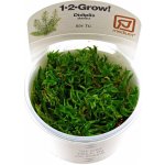 Didiplis diandra - Kalužník dvojmužný – Zboží Dáma