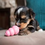 Kong Puppy S – Zboží Mobilmania