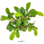 Bucephalandra pygmaea Bukit Kalem – Sleviste.cz