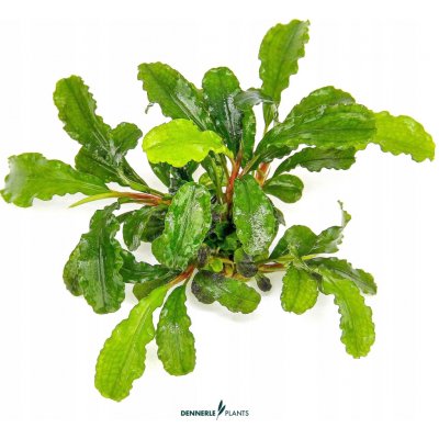 Bucephalandra pygmaea Bukit Kalem – Sleviste.cz