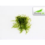 Vesicularia ferriei - Weeping Moss – Zboží Dáma