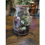 Skleněné mechárium mini – Zboží Dáma