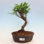 e-bonsai Pokojová bonsai - Ficus kimmen - malolistý fíkus – Hledejceny.cz
