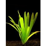 Sagittaria platiphylla – Sleviste.cz