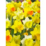 Mix velkokvětých narcisů 50 ks Velikost cibulí: 12/14 – Zboží Dáma