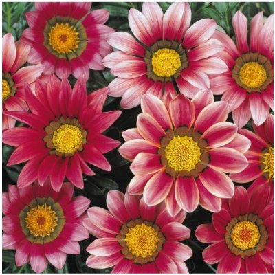 Gazánie New Day Pink Day F1 - Gazania rigens - semena gazánie - 20 ks – Zbozi.Blesk.cz