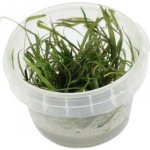 Cryptocoryne tonkiensis – Sleviste.cz