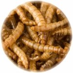 UGF sušený moučný červ 1 kg – Zboží Dáma