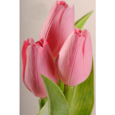 Tulipán umělý A89 - sladce růžový – Zbozi.Blesk.cz